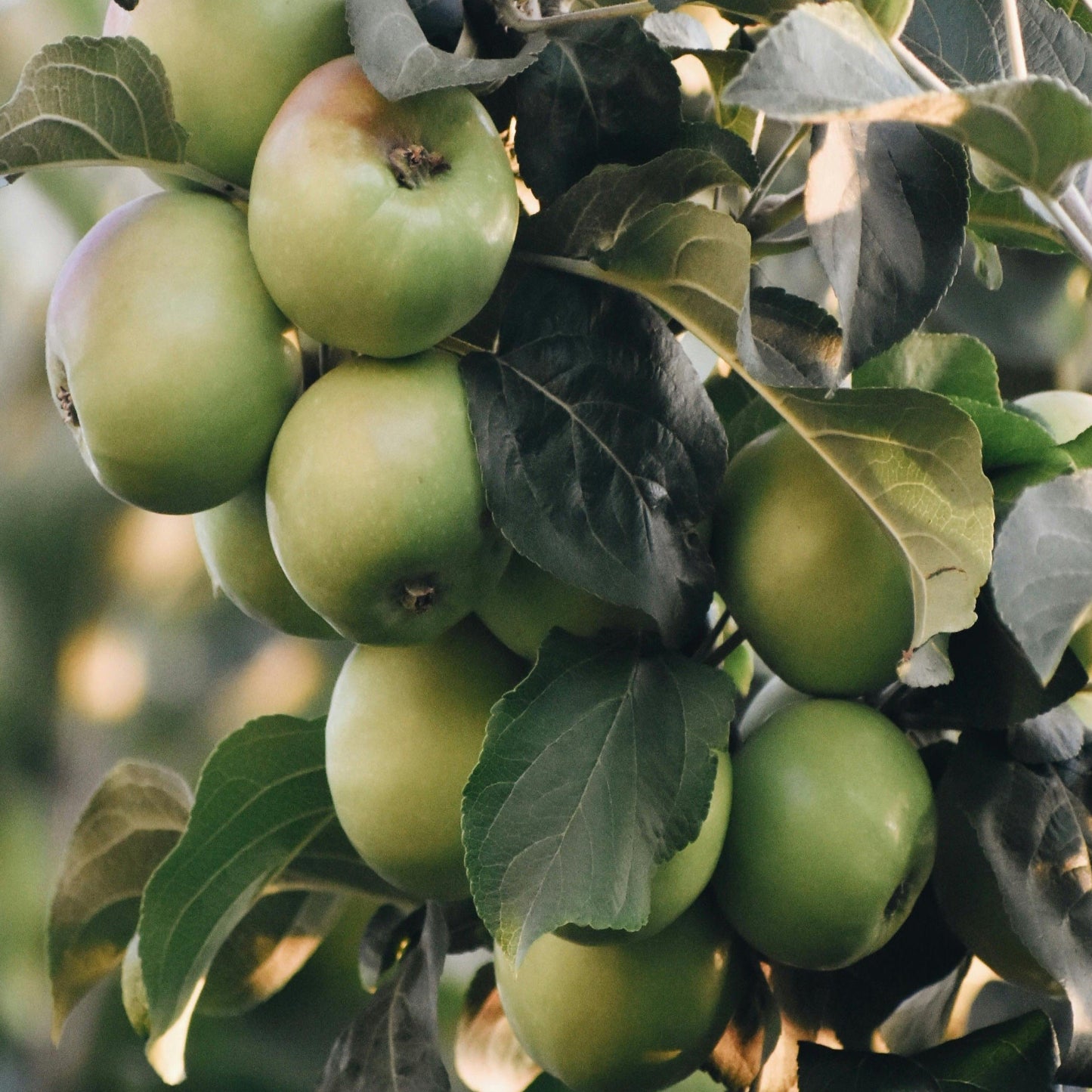 🍏 FIBES Apfel