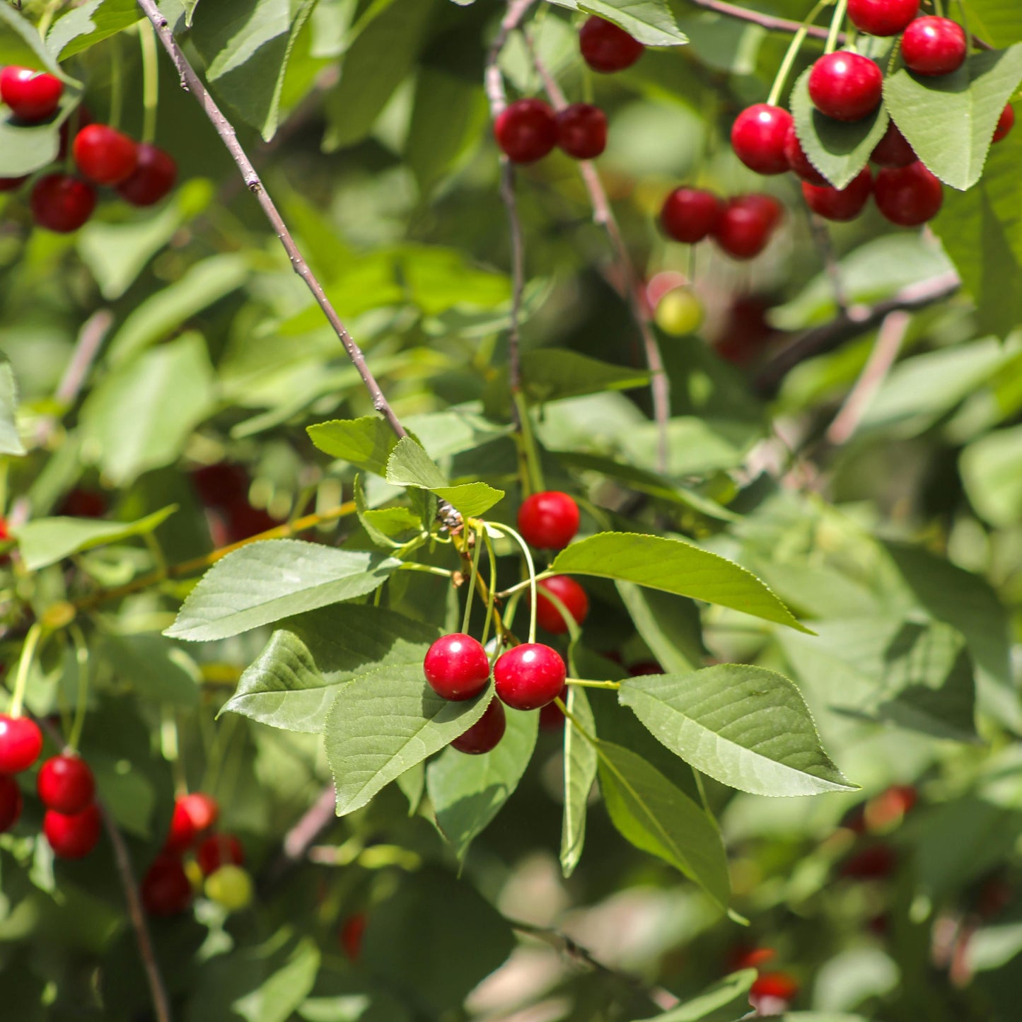 🍒 FIBES Kirsch