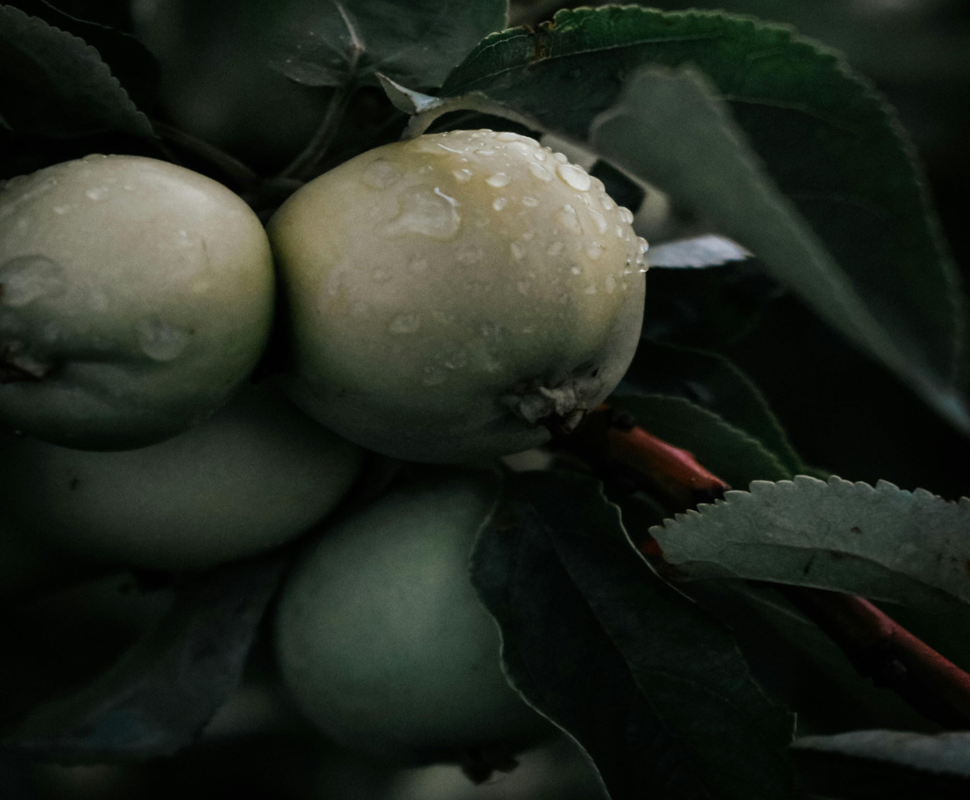Green apples with water droplets on a branch